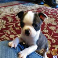 boston terrier puppy posted by Glenda Waller